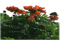 Spathodea campanulata